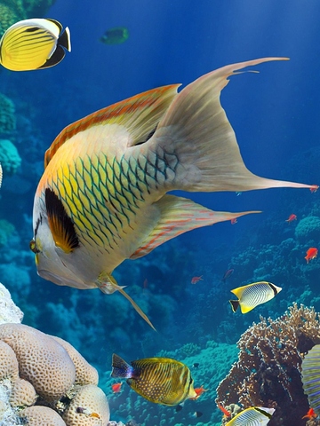 colorful-fishes-hd-wallpaper-1536x2048.jpeg