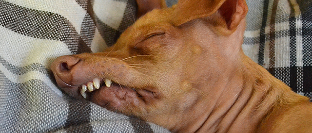 sobaka-shmygaet-nosom-1