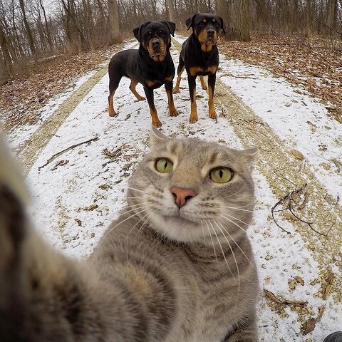 1680783718_animals-pibig-info-p-kot-selfi-zhivotnie-instagram-28-124832249