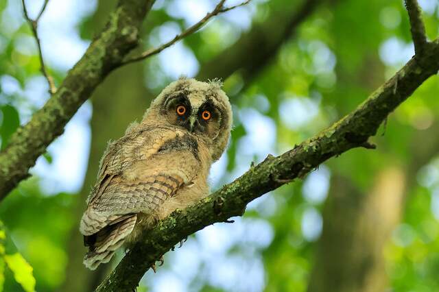 ruiterlijk-owl-10302853_1920