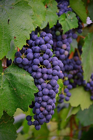 grape-2669939_1280