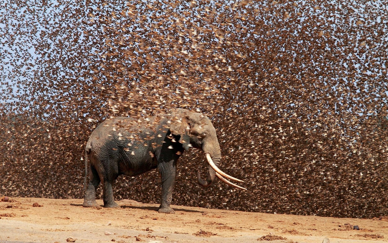 Нашествие вид сверху. Массовая гибель животных. Кулиги саранчи. Нашествие мышей в австралии 1993. Мыши в австралии нашествие 2021.