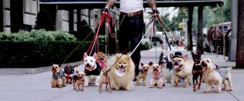 1501659488_dog-walker~2